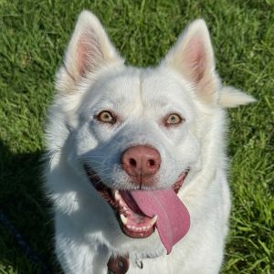 Hi there My name is Winter and Im at the Santa Maria Campus Im a 5 year old female Husky