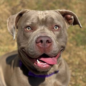Hi there My name is Tank and Im at the Santa Maria Campus Im a 1 year 10 month old