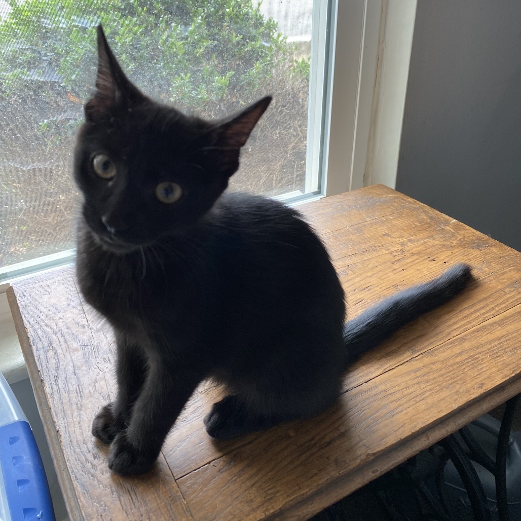 Patti