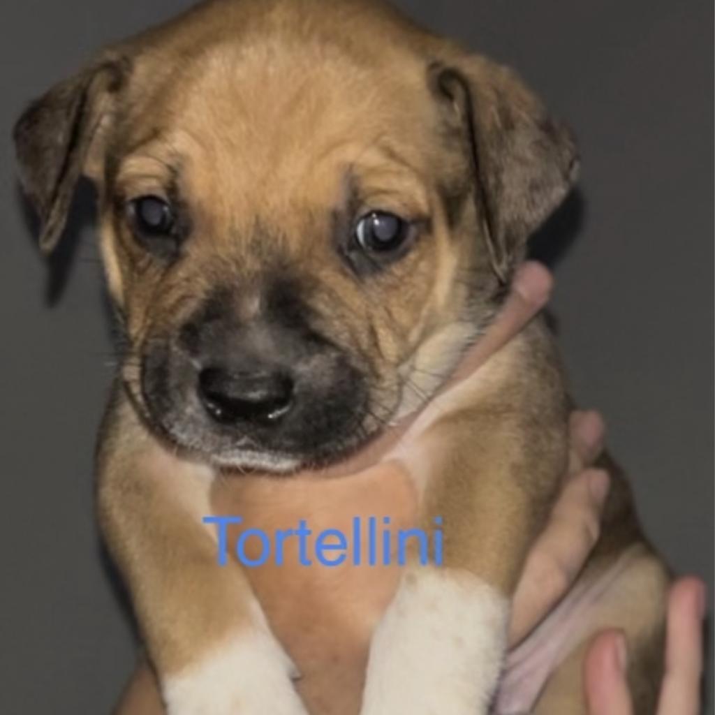 Tortellini/ Hades