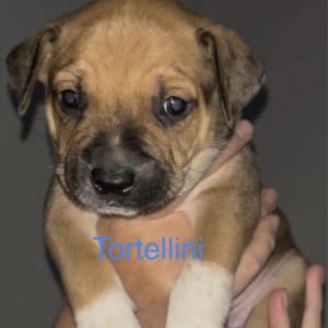 Tortellini/ Hades, Young Male Mixed Breed