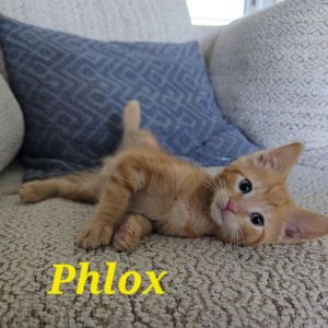 Phlox, Baby Male unknown