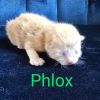 Phlox photo 2