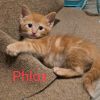 Phlox photo 4