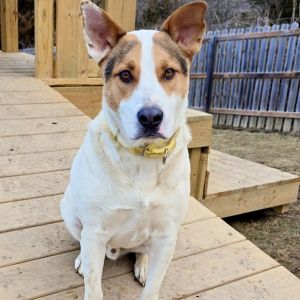 Butch, Adult Male Mixed Breed