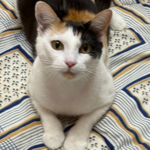 Ann, Young Female Domestic Short Hair
