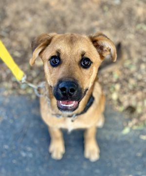 Sophie, Baby Female German Shepherd Dog