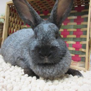 Rainey, Adult Female Silver Fox