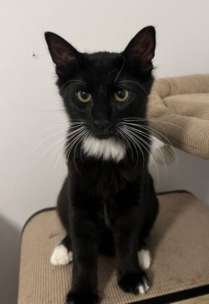 Flamethrower (Bonded with Catapult), Adult Male unknown