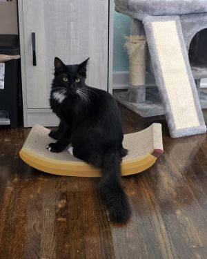 Flamethrower (Bonded with Catapult), Adult Male unknown