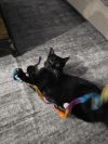 Flamethrower (Bonded with Catapult) photo 4