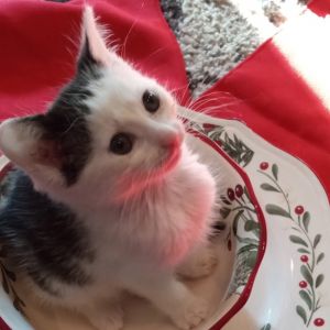 Merry Belle, Baby Female unknown