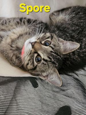 Spore, Baby Female Domestic Short Hair
