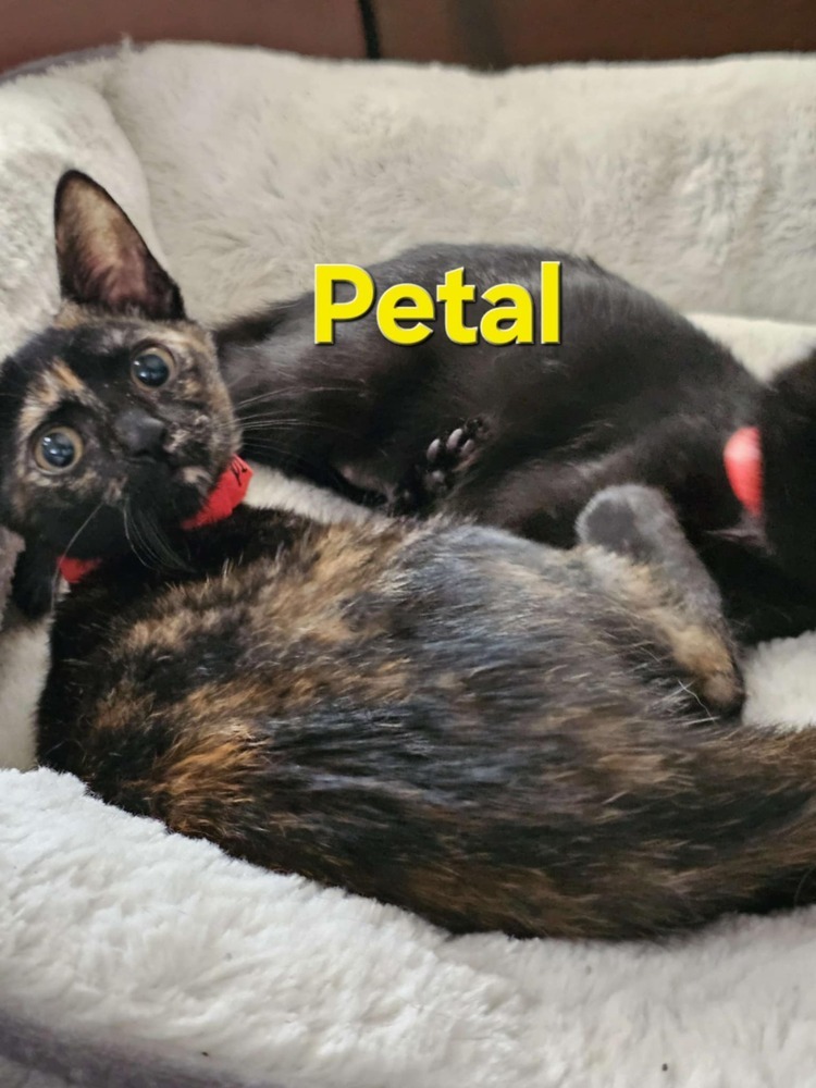 Petal