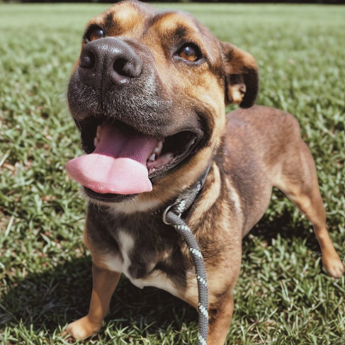 Yogi Bear, an adoptable German Shepherd Dog, Pit Bull Terrier in Idaho Falls, ID, 83402 | Photo Image 1