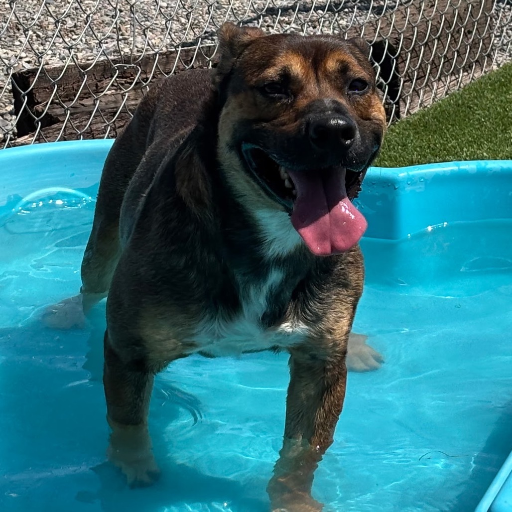 Yogi Bear, an adoptable German Shepherd Dog, Pit Bull Terrier in Idaho Falls, ID, 83402 | Photo Image 2