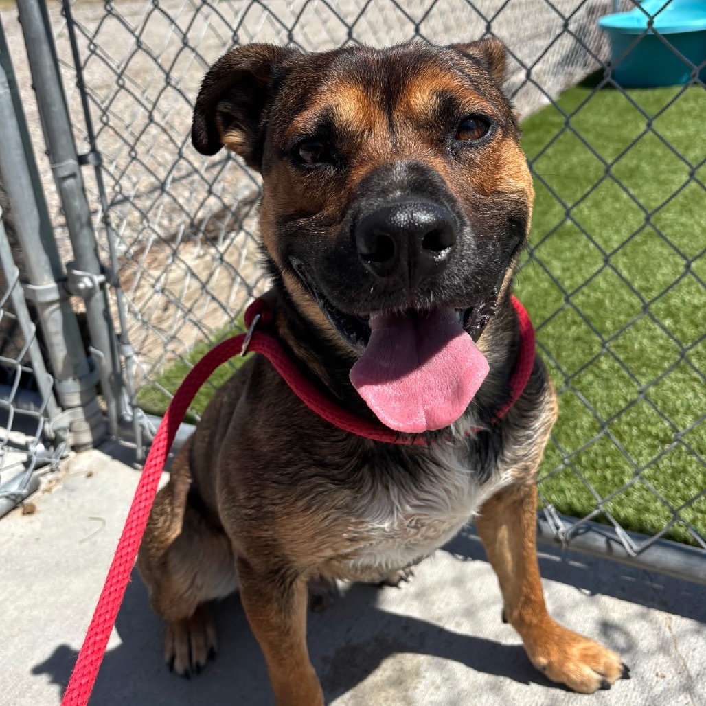 Yogi Bear, an adoptable German Shepherd Dog, Pit Bull Terrier in Idaho Falls, ID, 83402 | Photo Image 3