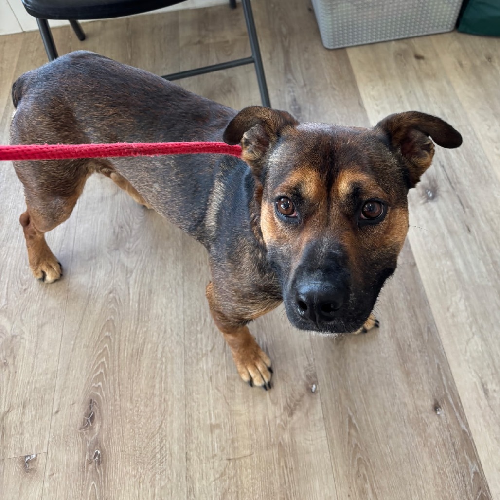 Yogi Bear, an adoptable German Shepherd Dog, Pit Bull Terrier in Idaho Falls, ID, 83402 | Photo Image 4