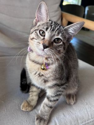 June Bug, Baby Female Tabby
