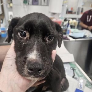 Gus, Adult Male Mixed Breed