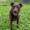 Koda photo 1