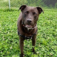 Koda, Adult Female Mixed Breed