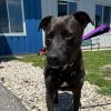 Koda photo 2