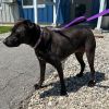 Koda photo 3