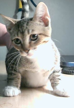 Taz