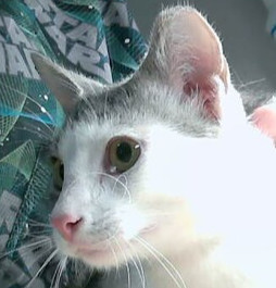 Donnie, Baby Male Domestic Short Hair