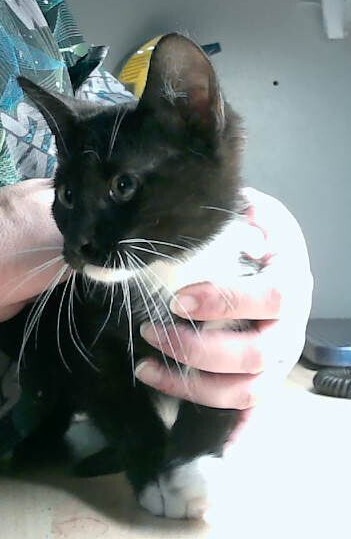 Jeeves