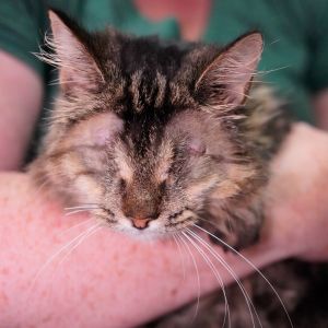 Charley, Adult Female Domestic Medium Hair
