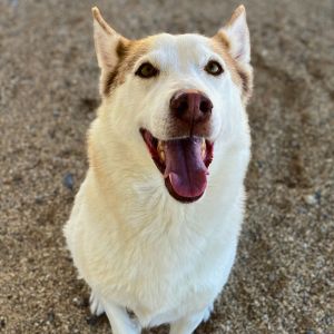 Hazel, Adult Female Mixed Breed