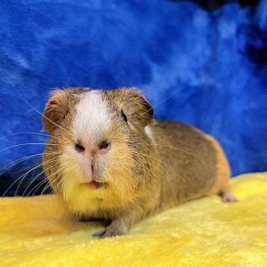 Panera Guinea Pig Small & Furry