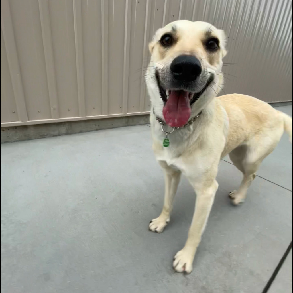 Connie, an adoptable Mixed Breed in Bismarck, ND, 58507 | Photo Image 1