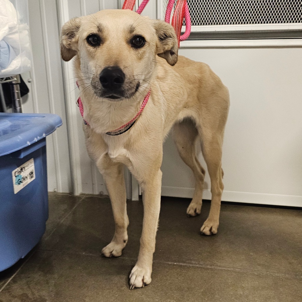 Connie, an adoptable Mixed Breed in Bismarck, ND, 58507 | Photo Image 2