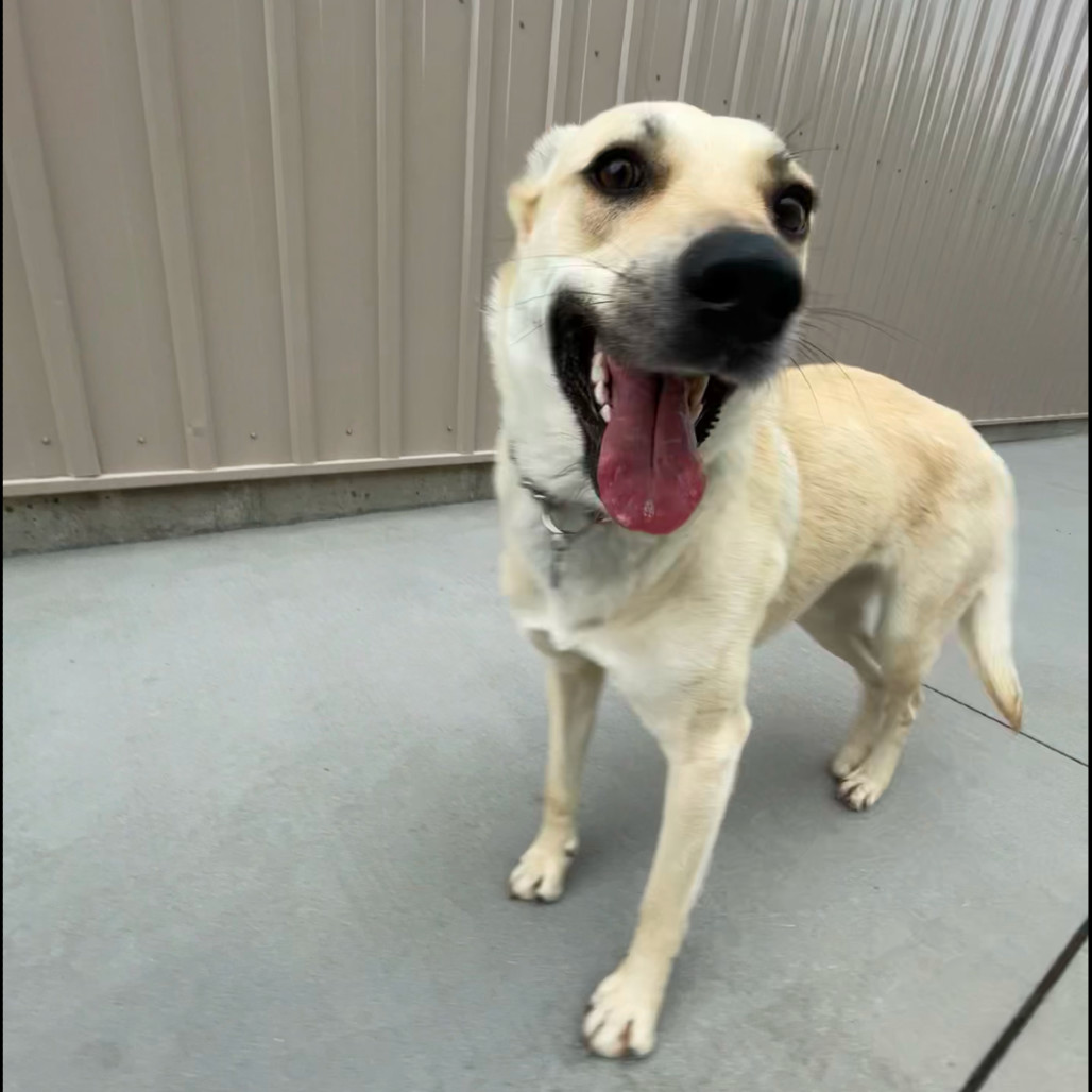 Connie, an adoptable Mixed Breed in Bismarck, ND, 58507 | Photo Image 3