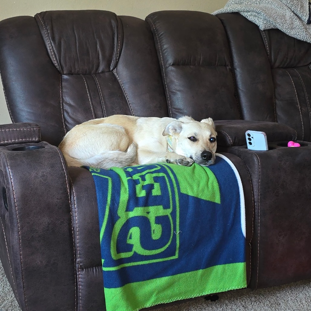 Connie, an adoptable Mixed Breed in Bismarck, ND, 58507 | Photo Image 5