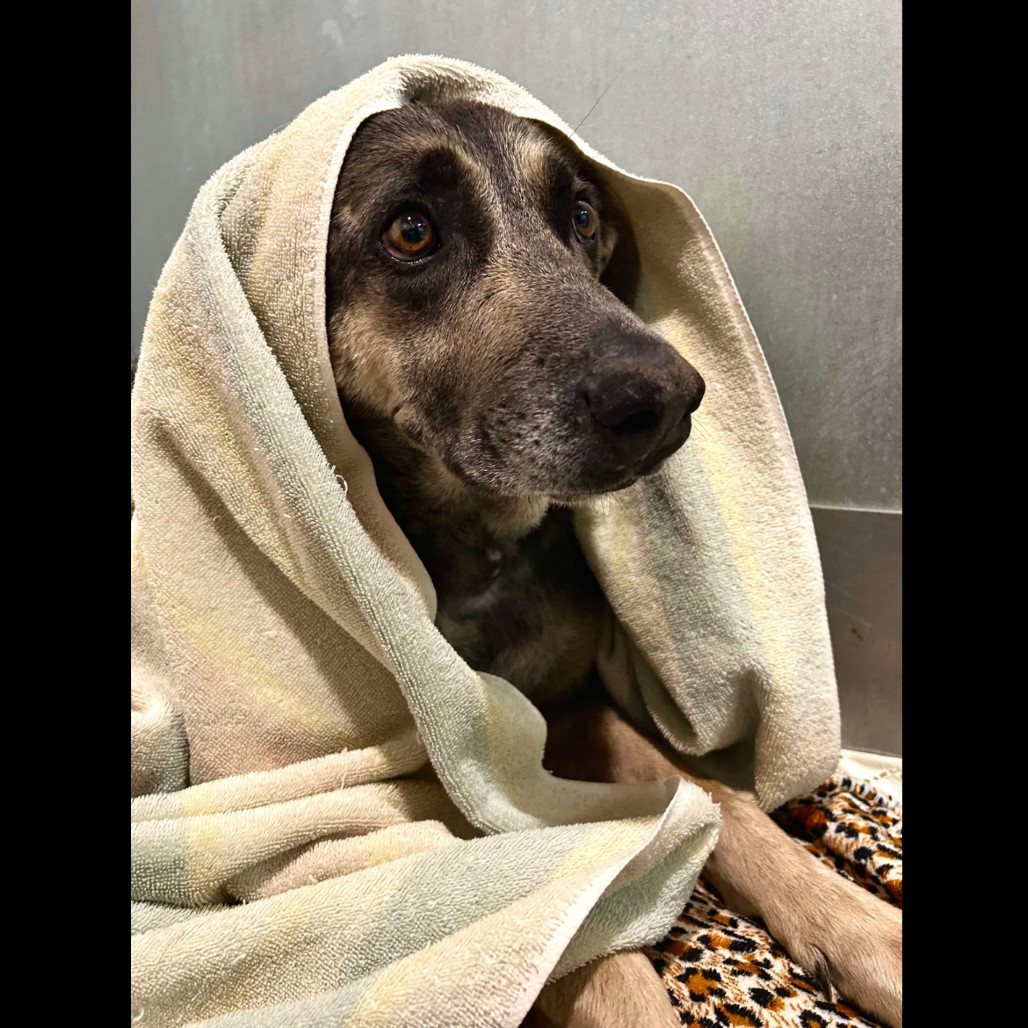Duchess, an adoptable Mixed Breed in Bismarck, ND, 58507 | Photo Image 1