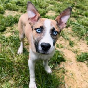 Wade, Baby Male Husky