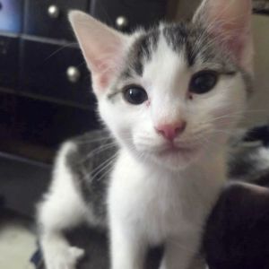 Shenzi, Baby Female Domestic Short Hair