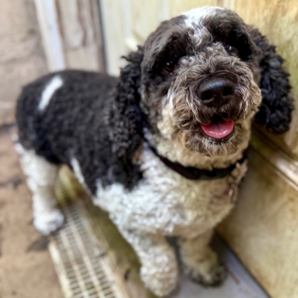 Murphy, an adoptable Cockapoo in West Chester, PA, 19382 | Photo Image 1