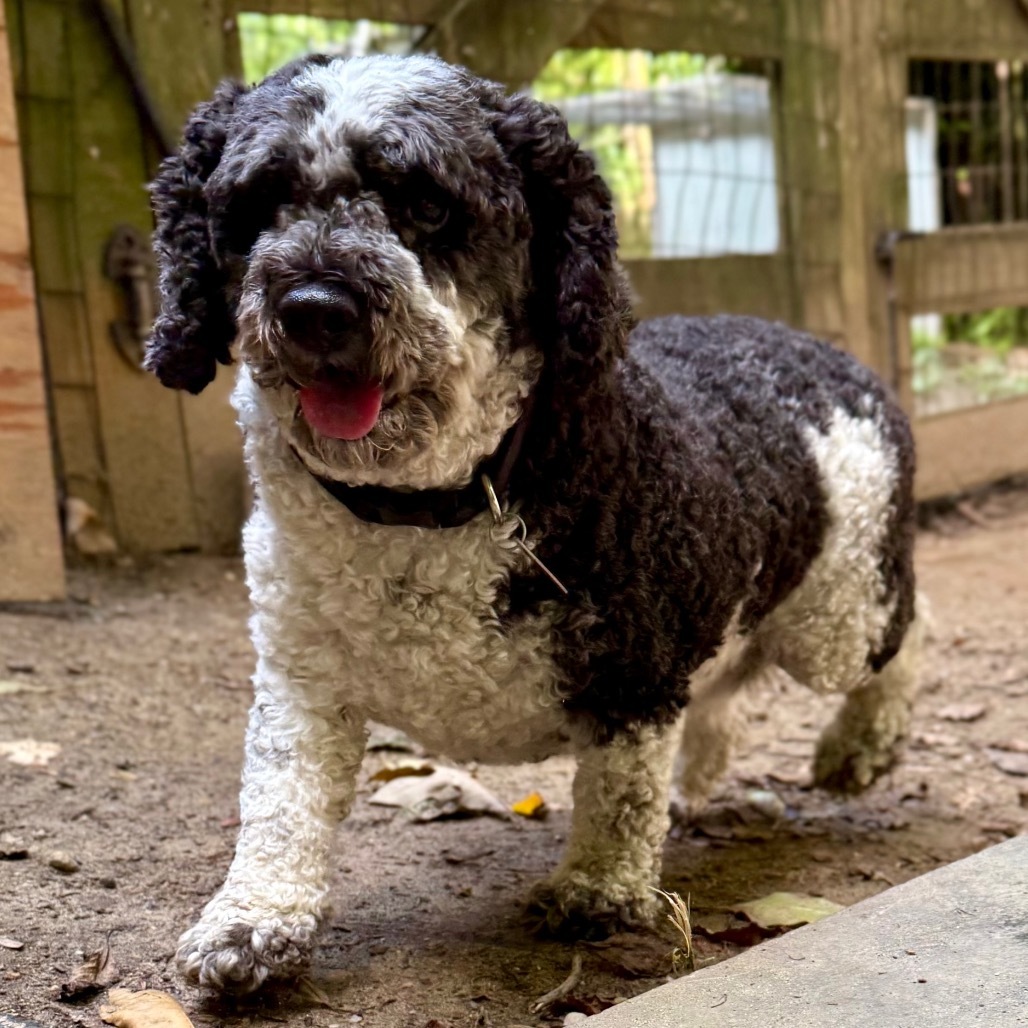 Murphy, an adoptable Cockapoo in West Chester, PA, 19382 | Photo Image 2