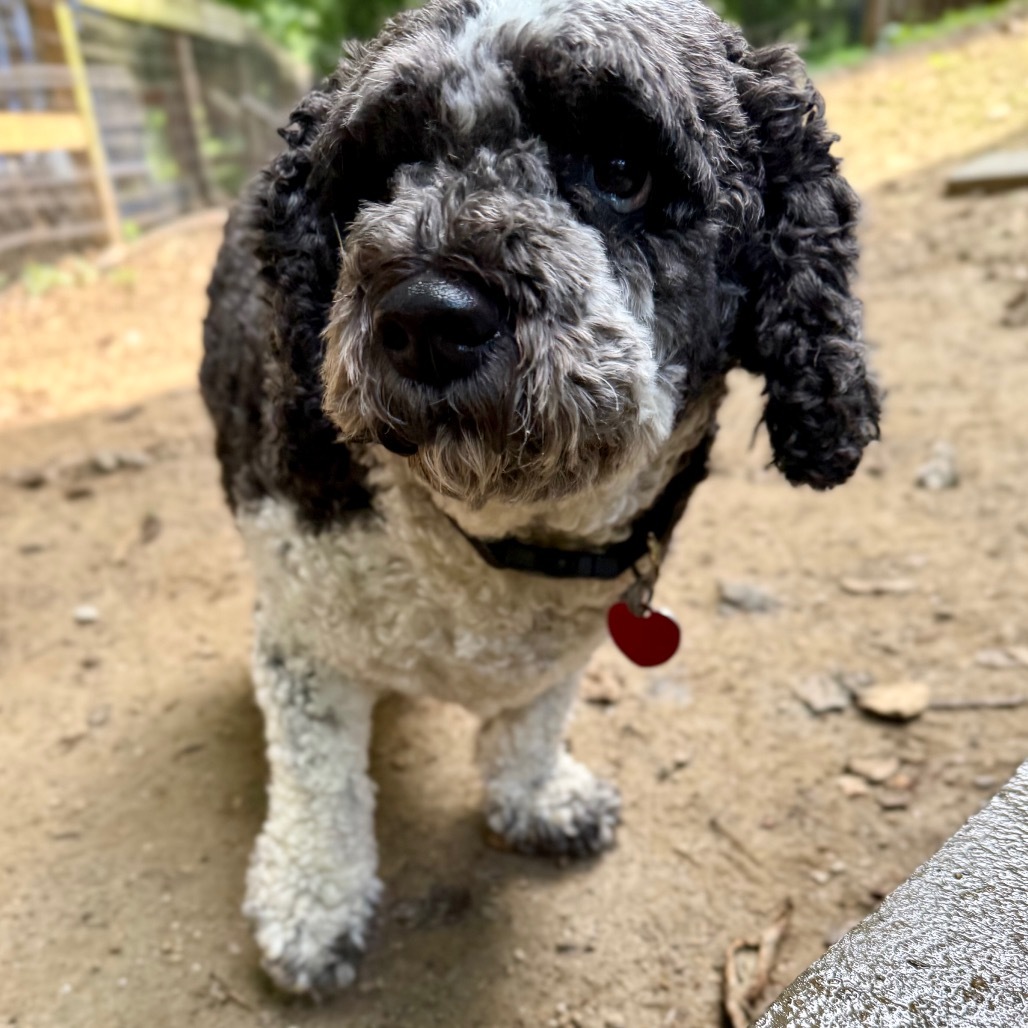 Murphy, an adoptable Cockapoo in West Chester, PA, 19382 | Photo Image 3