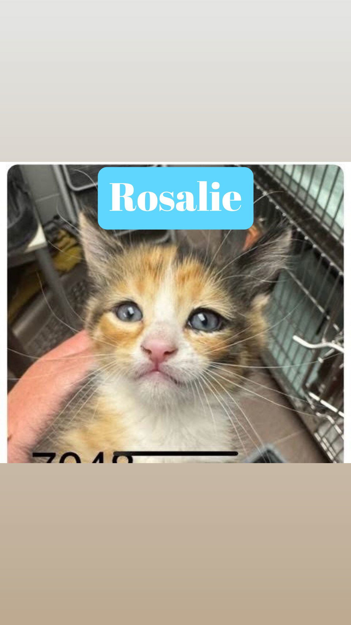 Rosalie