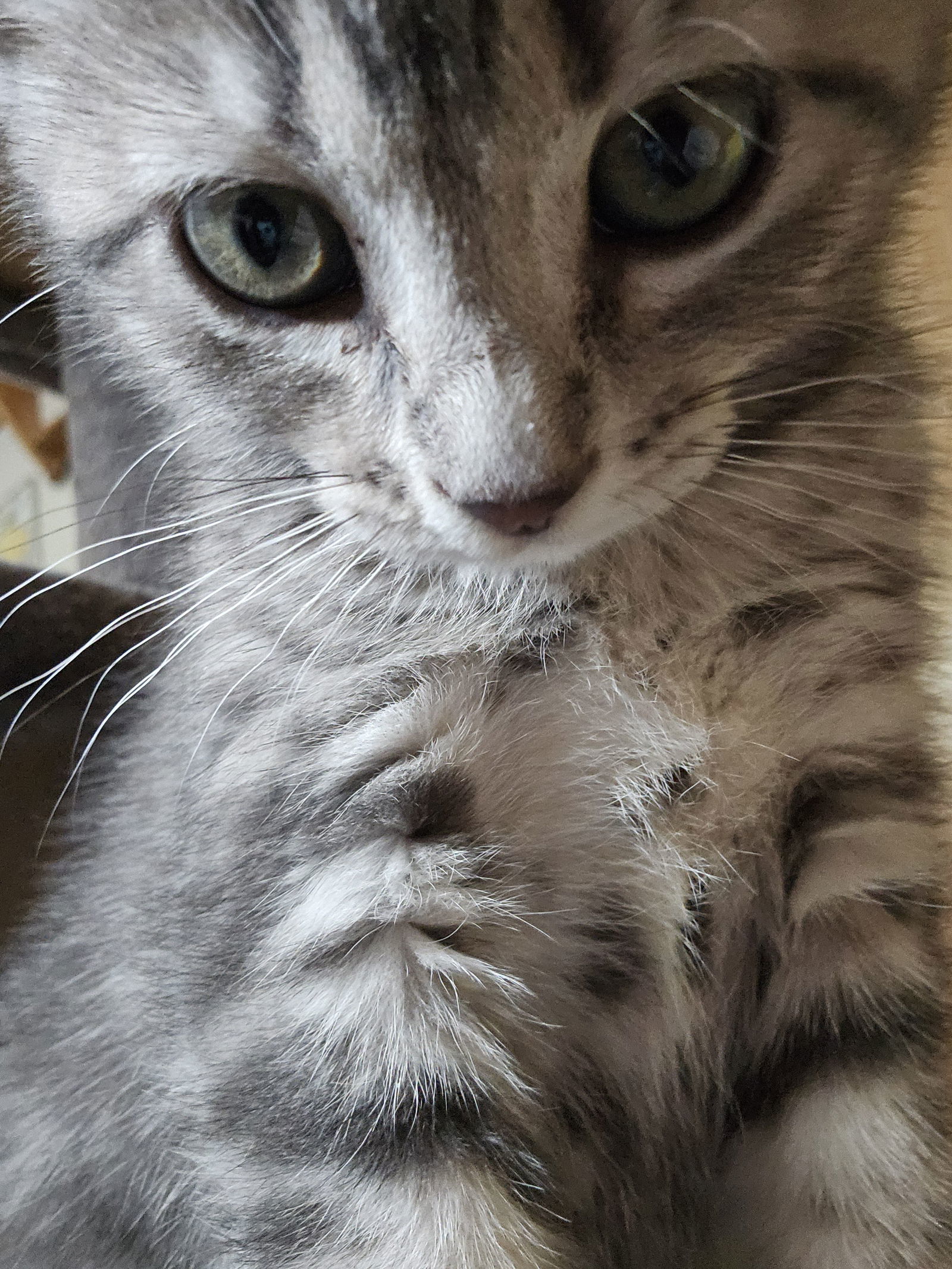 Mia