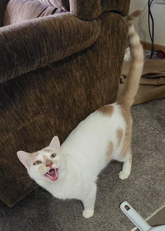 Buddy Meowington