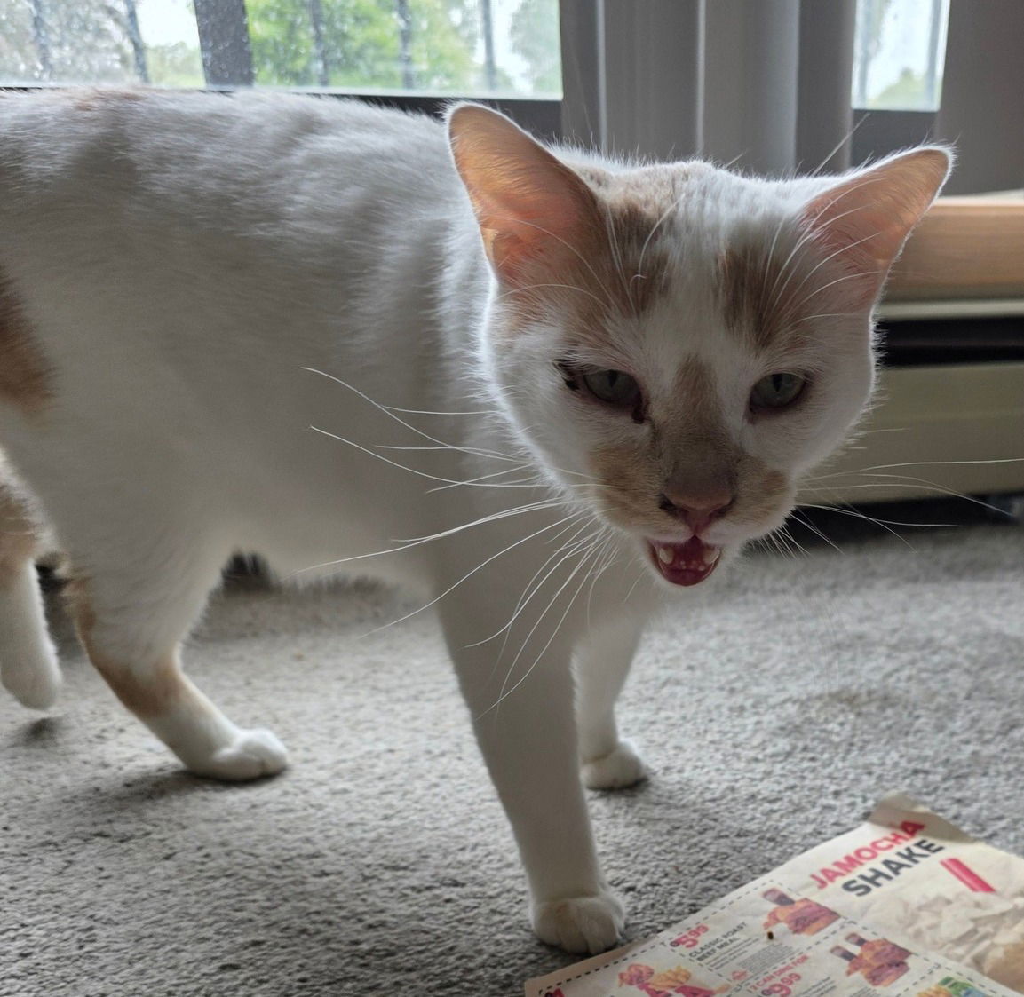 Buddy Meowington