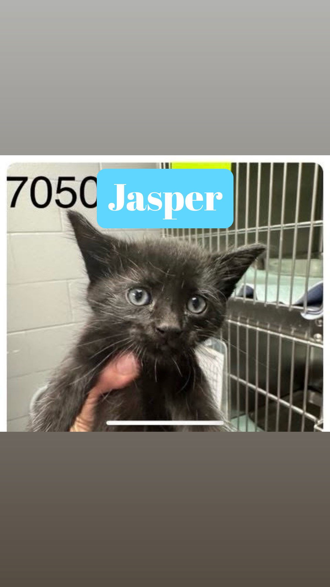 Jaspurr