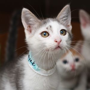 Tamagoyaki, Baby Male Domestic Short Hair